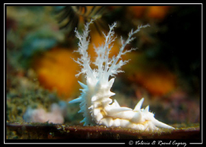 Small bride :-) by Raoul Caprez 